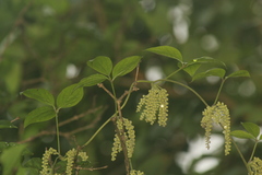 Dioscorea pentaphylla